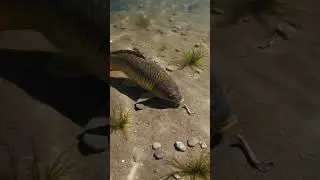 🔥 Fish Bite Bait   Bream Proof Rig 281 2K - You Won't Believe This! ✨