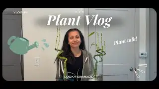 ✨ Lucky Bamboo Fall Update | Soil vs Water Growth + TLC Tips ✨ (VLOG 48)