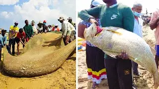 Millions Of Fish Caught On Seine Net Halawatha Beach