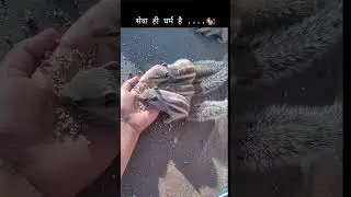 #saveanimals #saveenvironment #saveearth #savedogs #savethedog @Save_Earth_Animals