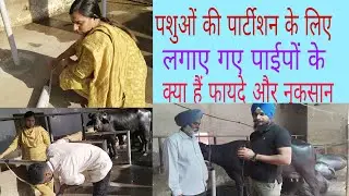 पशुओं की पार्टीशन के लिए लगाए गए पाईप से क्या फायदा और क्या है नुकसान  Dairy management in Farm