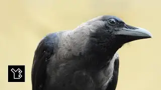 House crow photos, calls and scientific classification - video 1