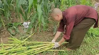 CẤP CỨU C&Acirc;Y NG&Ocirc; SAU CƠN LỐC. #nongnghiep #caytrong #lamvuon 