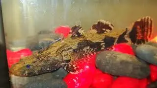 Soon hock..marble goby..aka..ikan ubi..