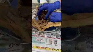 Fetal Pig - Urinary System Dissection