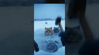 🧊🐱 Breaking the Ice to Save Frozen Cats | POV Rescue #POVRescue #SaveAnimals #FrozenCatRescue