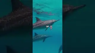Top 3 Smart Dolphin Facts From The Ocean #dolphins #naturefacts