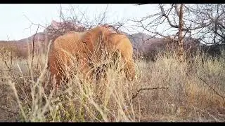 Reteti Adoption Update March 2025: Long'uro - The Fearless Survivor