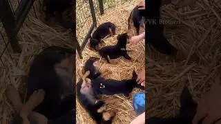 Cute pups at petting area#Hawkesbury Working Kelpie Stud#penrithshow#penrith#workingkelpie#australia