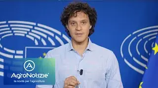 Peste suina africana: le misure europee a sostegno degli allevatori