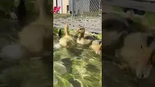 Splash splash we were taking a bath. #Shorts #Ducklings #Duck