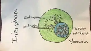 Mitosis flipbook (biology project) how to make a mitosis flip book assignment | Cell Cycle Flipbook