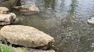 Freshwater Spring Meditation
