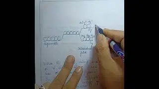Crystal field splitting in tetragonal and square planar complexes, Tetragonal distortion