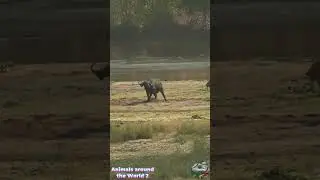Why Lions Rely On Teamwork To Bring Down A Full Grown Cape Buffalo #wildlife #animals