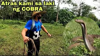EP-533 Napakalaking King Cobra Nakasalubong namin sa Gubat atras kami sa laki