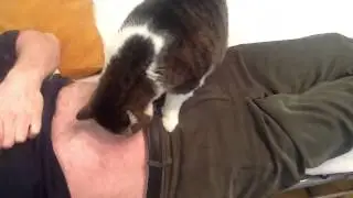 WhiskeyKingOfCat's cat 
