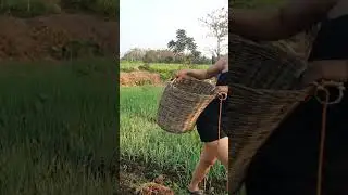 Vegetable Garden #farming #building #countrylife #dailyvlog #disabled #farm #farmmy #freenewlife