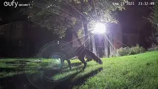 Fox Videos EufyCam S3 Pro 3 Security Camera Worcester, England 19th September 2025