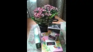 мои просмотры 8 августа 2019//my views August 8, 2019