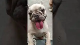 #loveanimals #careforanimals #respectanimals #dogs #frenchbulldog #goldenretriever #views #shorts