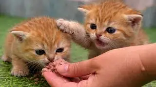 Я стала мамой для этих крошечных котят 🥹🐾