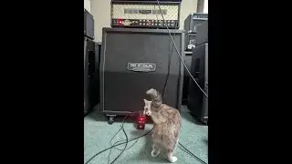 Mesa Boogie Dual Rec Multi-Watt - Direwolf - Neural Amp Modeler (NAM) CatsAssMiniPack