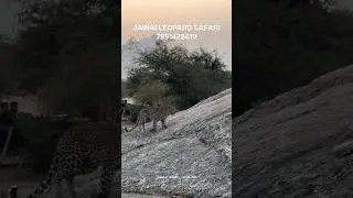 JAWAI LEOPARD SAFARI  BOOK NOW -7891428619 #jawaiindia #jawaibandh #leopard #safari #rajasthan#jawai