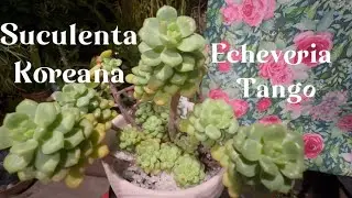 Cuidados y Reproducción de Echeveria Tango