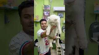 King Size Persian Cat Price in Kolkata. #pets #kitten