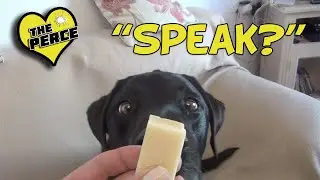 Teaching my Labrador Dog to Speak
