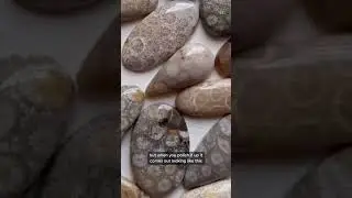 #rockhound #rockhounding #florida #geode #crystals #agate #beach #beaches #coral #beachcombing