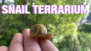 How to Make a Snail Terrarium at Home