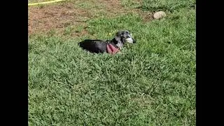 Earston the Dachshund enjoying the grass on a hot day.