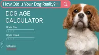How Old Is Your Dog Really?!  🐶 Understanding Dog Years