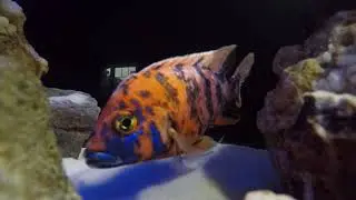 OB Peacock Cichlid Spawning (breeding)
