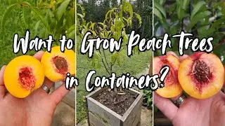 Want to Grow Peach Trees in Containers?