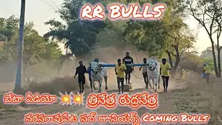 RR BULLS|| సబ్ జూనియర్స్ బేటా ( త్రినేత్ర 💥 రుద్రనేత్ర ) తురకపల్లి గ్రామం మేడ్చల్ మల్కాజగిరి జిల్లా 
