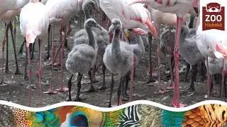 Plameňáci v Zoo Hluboká