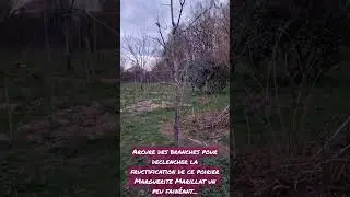 Arcure des branches, moins de taille et plus de fruits...