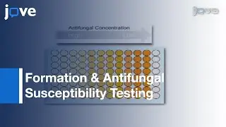 96 Well Microtiter Plate-Based Method: Testing Of Candida albicans Biofilms l Protocol Preview