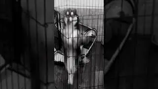 perritos virales #shorts #animalesfantasticos #tiktok