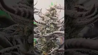 Save 10-15% at Vivosun with code: papaganja V GROW DWC UPGRADE - Hydroponic System Cannabis Growing