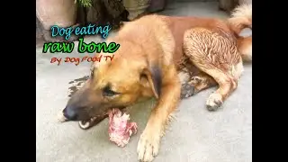 Dog eating raw bone  episode 564 By Dog Food TV