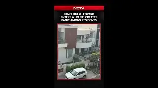 Panchkula: Leopard Enters a House, Creates Panic Among Residents