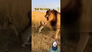 Cat Vs Lion 👀⚔️😱 #lion #cat #animals ##wildlife #zoo #greenscreen ##viralvideo #youtubeshorts
