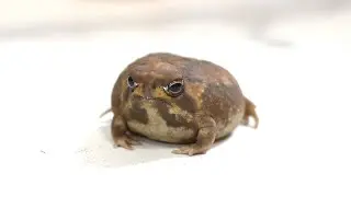 Rain frog's Christmas Dream🎄