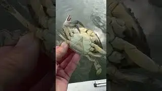 Самки спариваются только один раз в жизни! #крабы #мягкопанцирные #спаривание