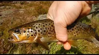 Trout Fishing & Cooking Chili On The Bushbox XL