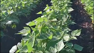 زياده المجموع الخضري والزهري في الفاصوليا البيضاء والمعاملات الهامه لزيادة الإنتاج